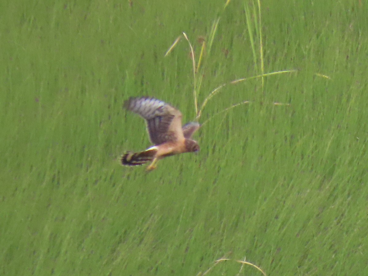 Northern Harrier - ML611077615