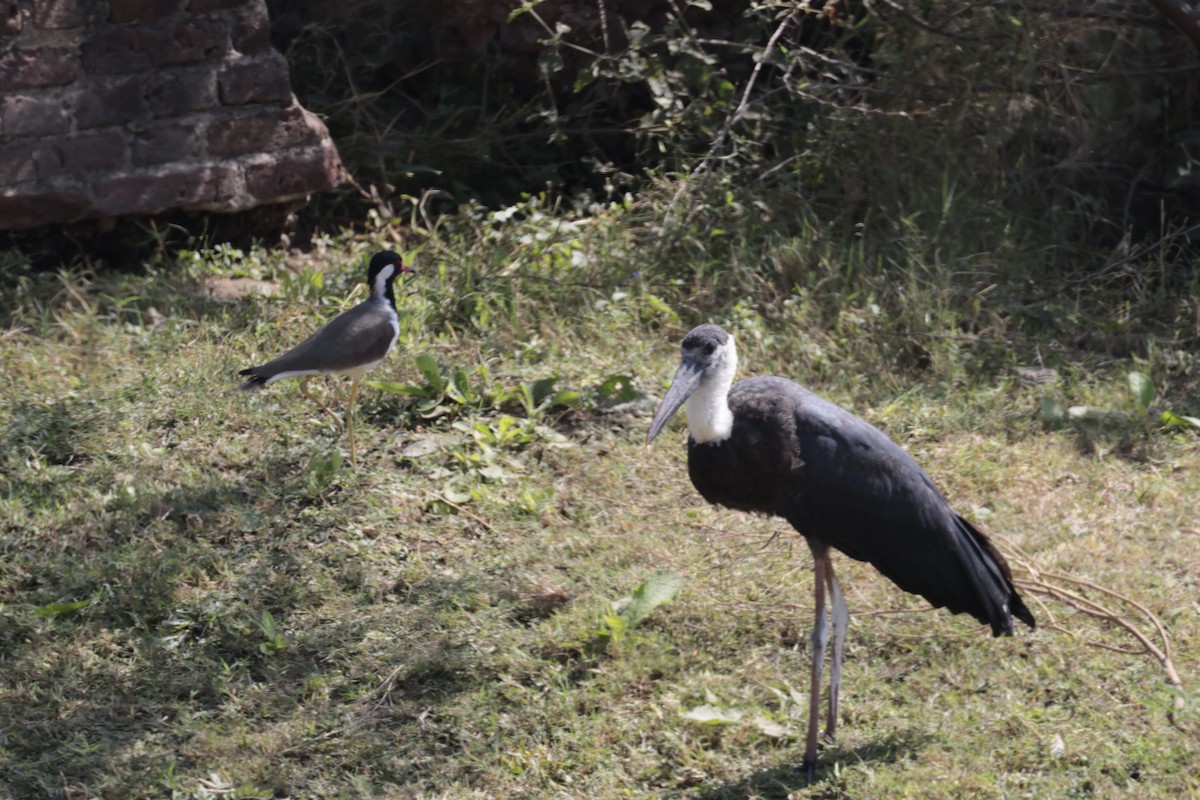 Asian Woolly-necked Stork - ML611077642