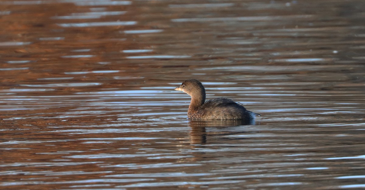 Pied-billed Grebe - Stefan Mutchnick