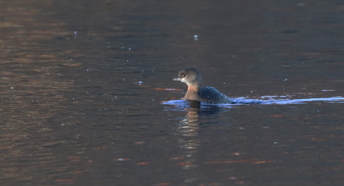 Pied-billed Grebe - ML611077652