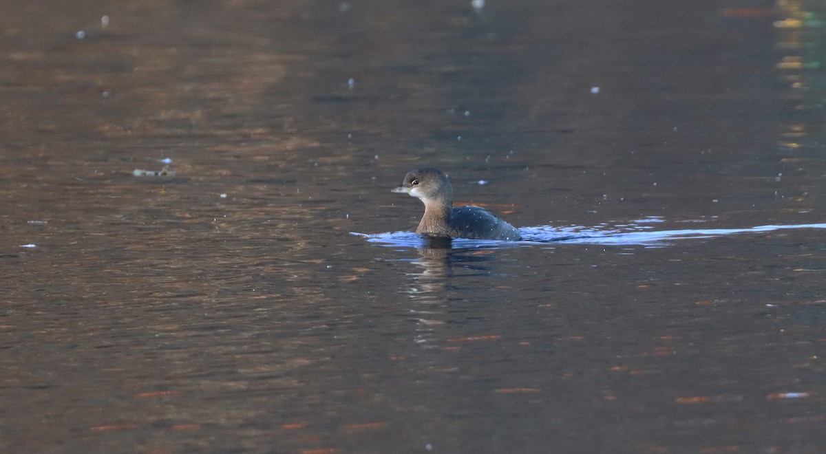 Pied-billed Grebe - ML611077655