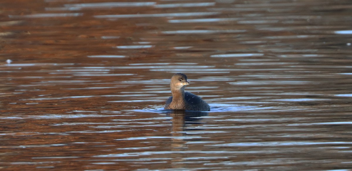 Pied-billed Grebe - ML611077662