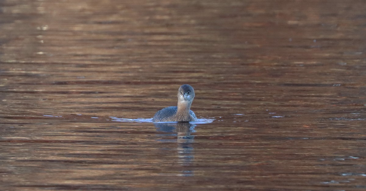 Pied-billed Grebe - ML611077665