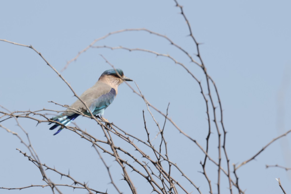 Indian Roller - Rohit Tibrewal