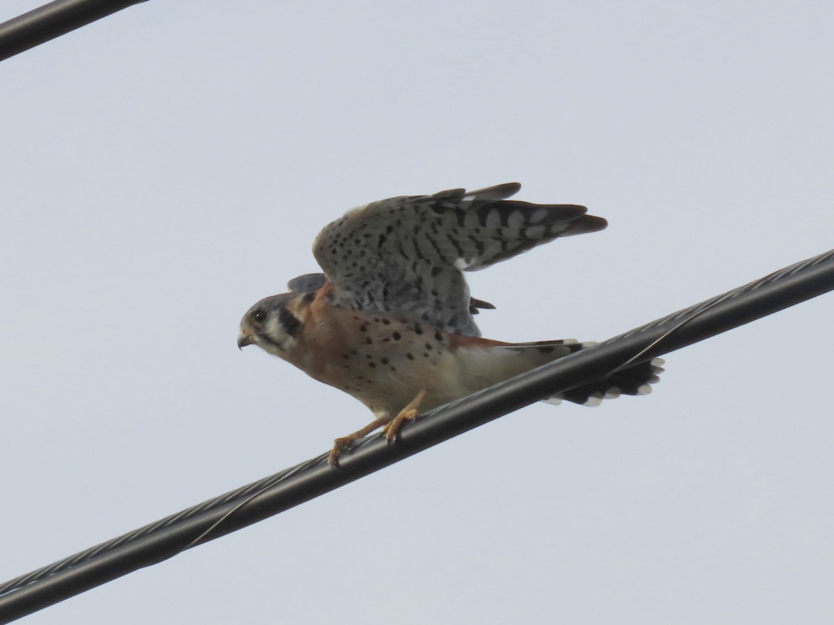 American Kestrel - ML611077696