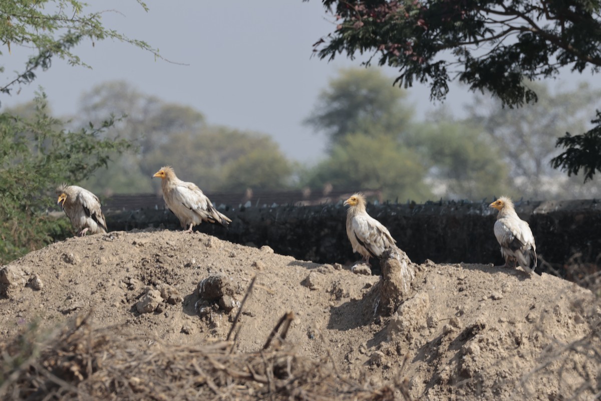 Egyptian Vulture - ML611077705