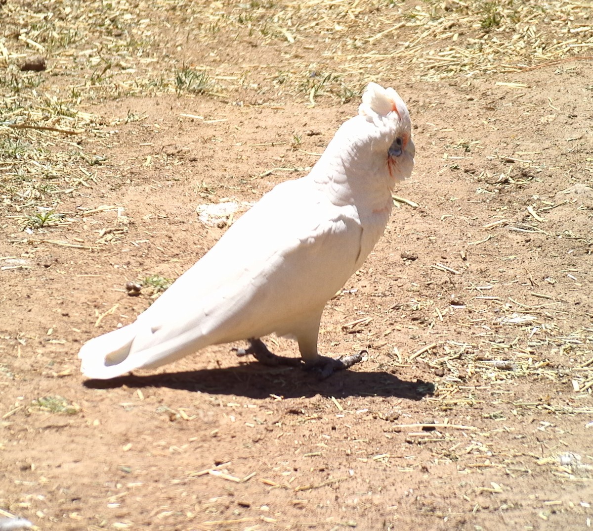 Little Corella - ML611077730