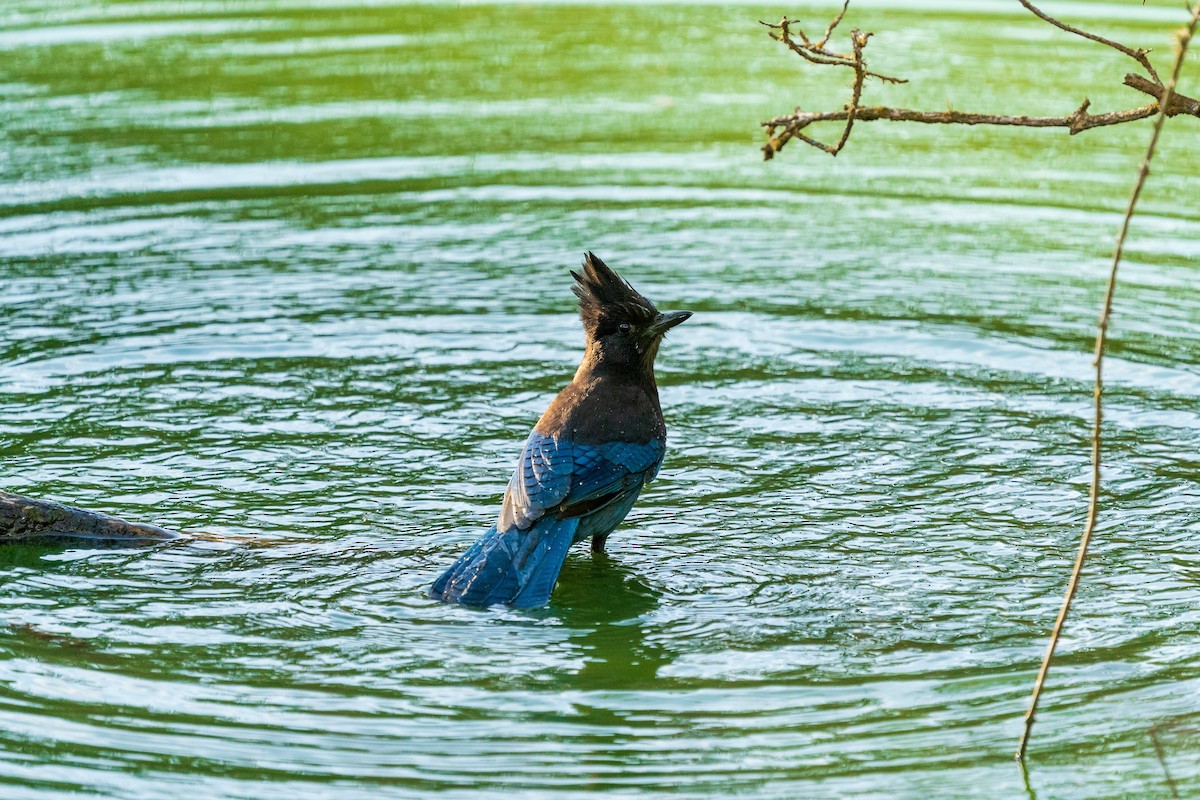 Steller's Jay - ML611078126