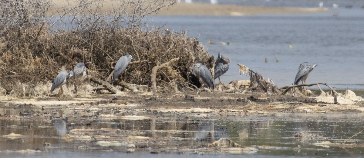 White-faced Heron - ML611078133