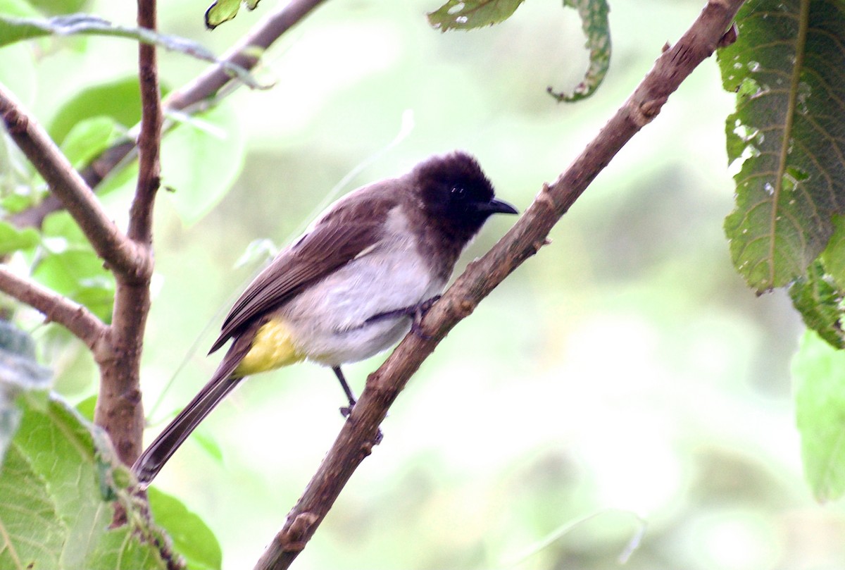 Common Bulbul - ML611078151