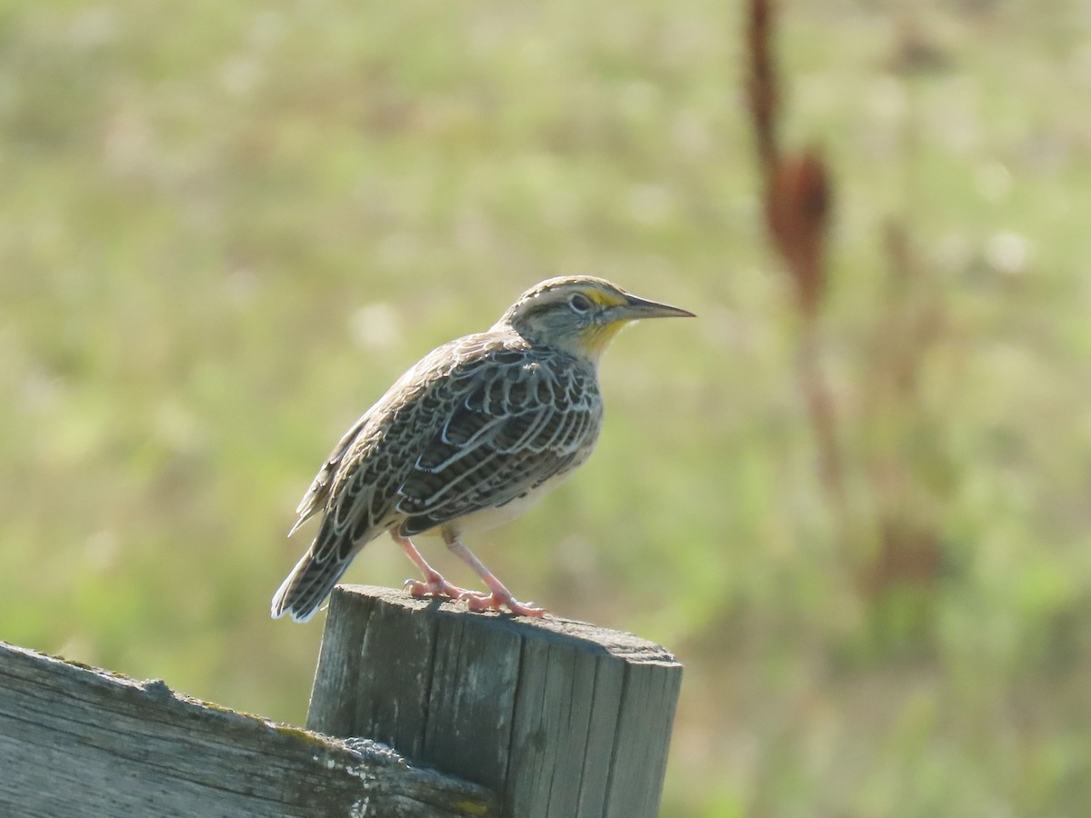 Western Meadowlark - ML611078155