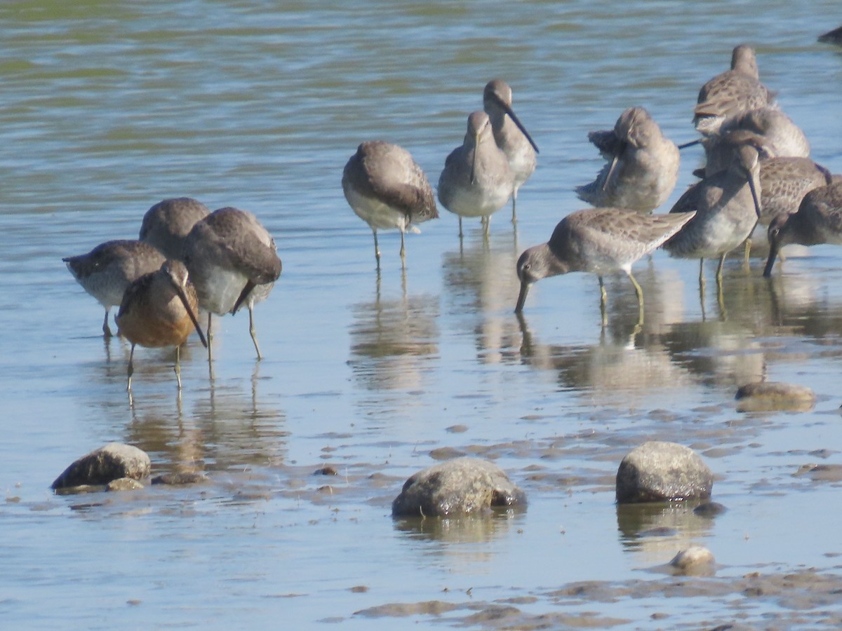 Long-billed Dowitcher - ML611078193