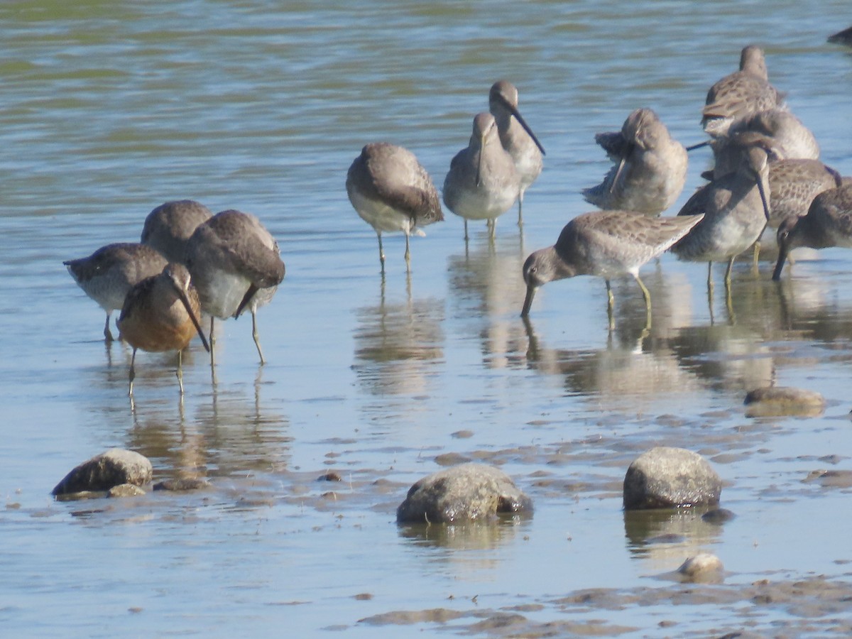 langnebbekkasinsnipe - ML611078193