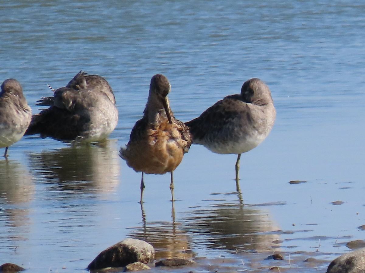 Long-billed Dowitcher - ML611078197