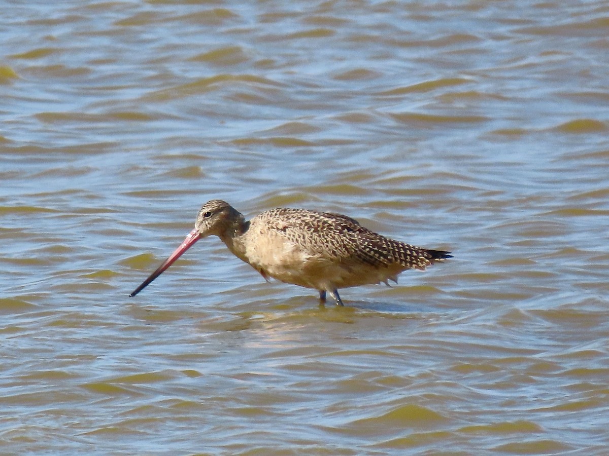 Marbled Godwit - ML611078232