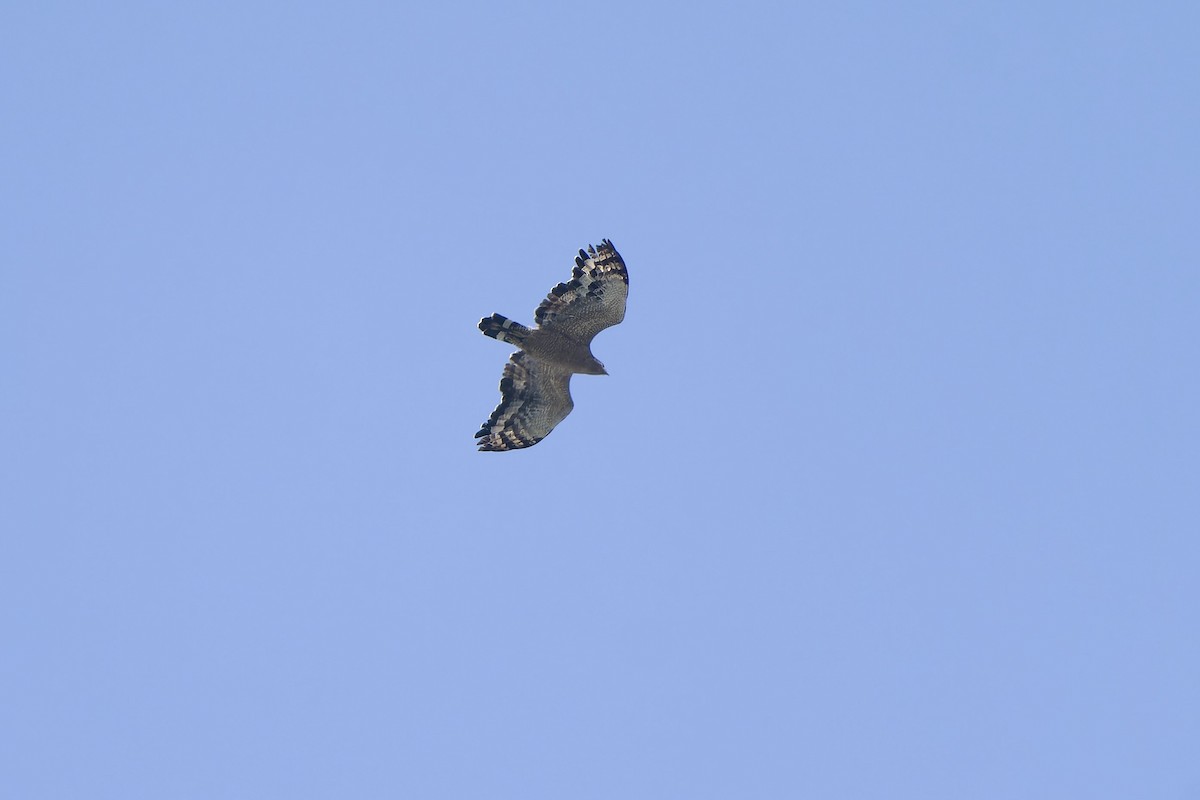 Crested Serpent-Eagle - ML611078244
