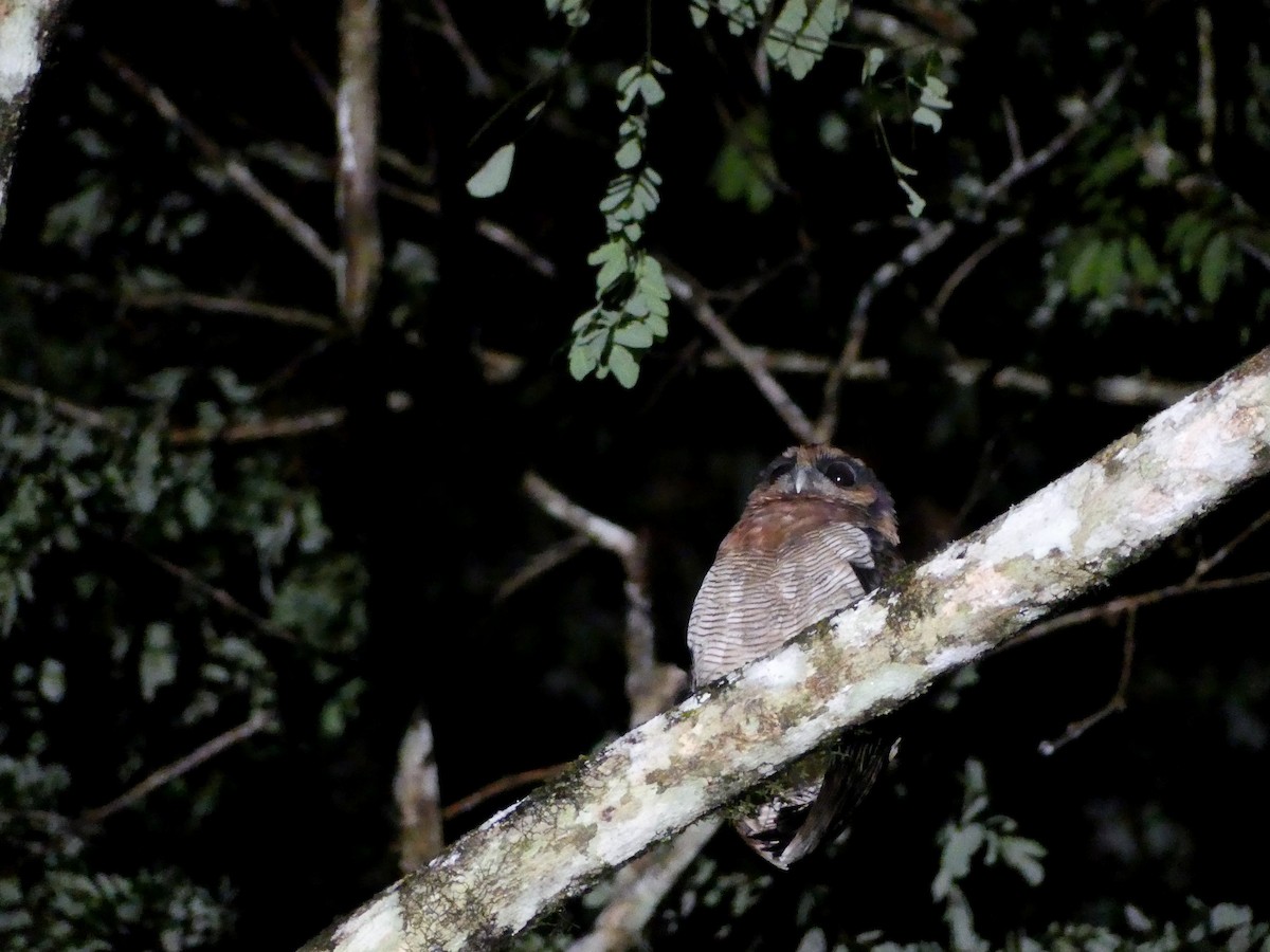 Brown Wood-Owl (Bornean) - ML611078267