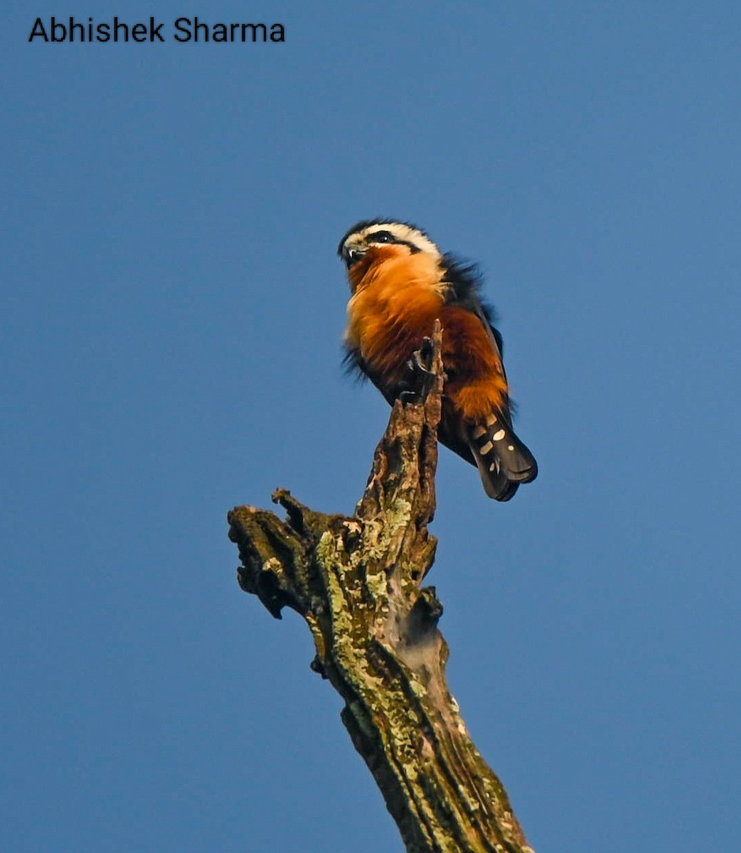 Collared Falconet - ML611078588