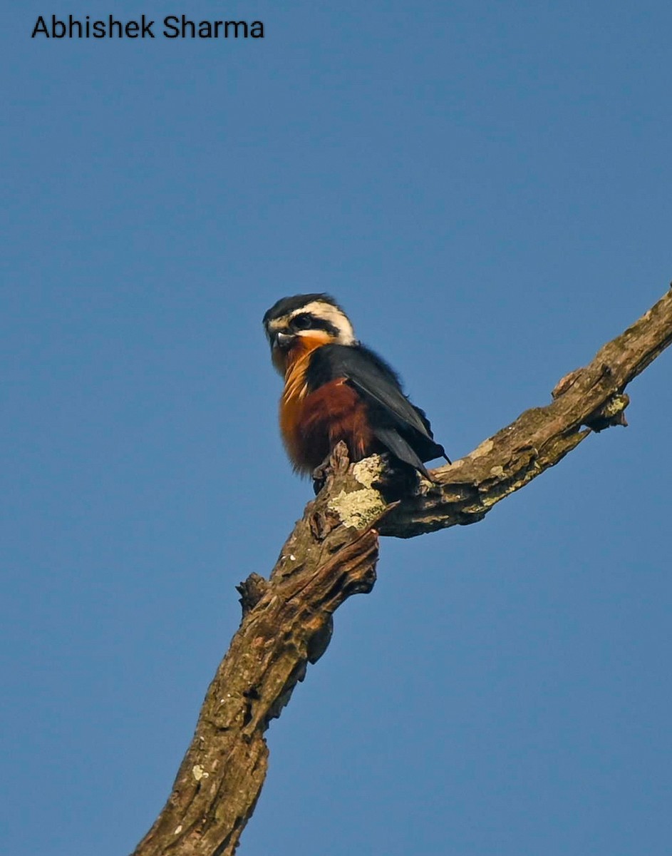 Collared Falconet - ML611078589