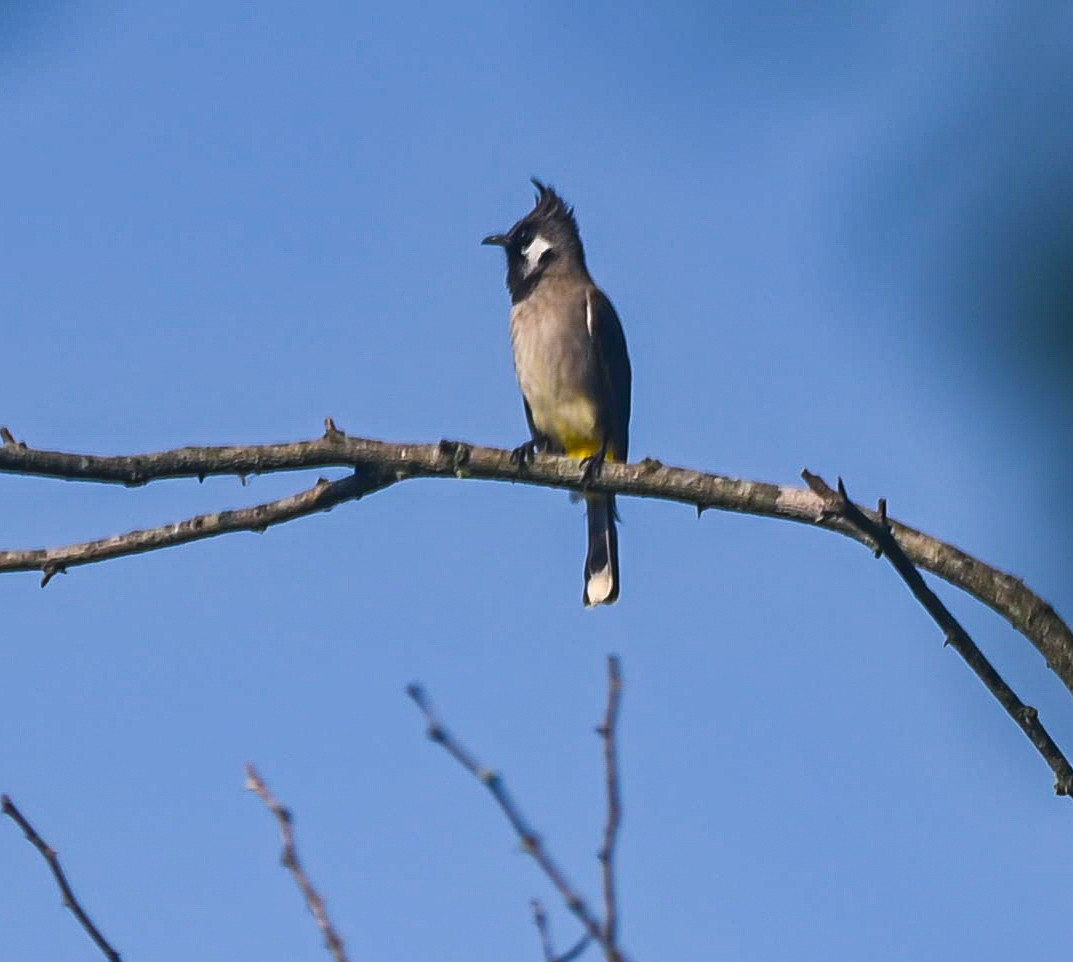 Himalayan Bulbul - ML611078642