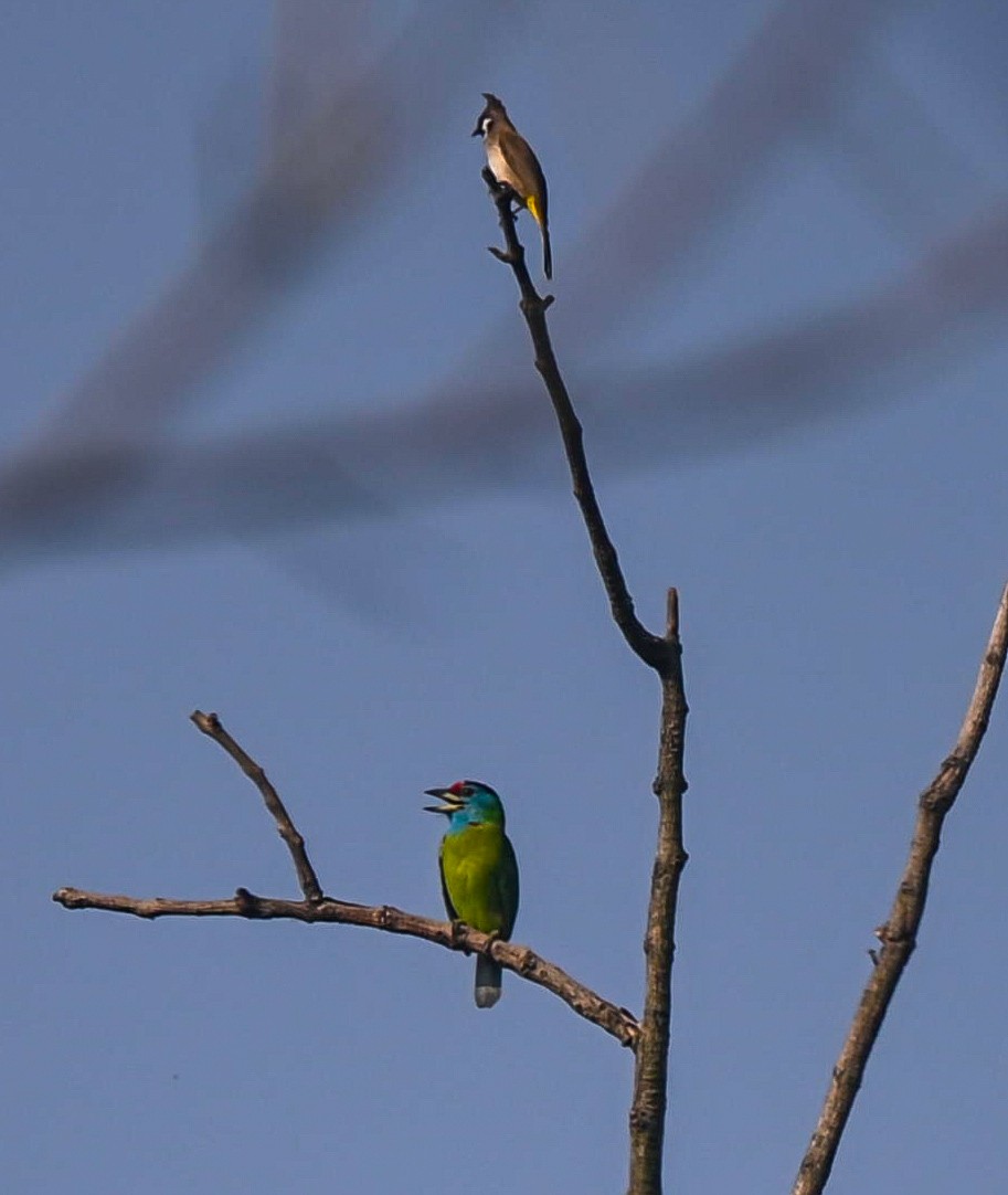 Blue-throated Barbet - ML611078643