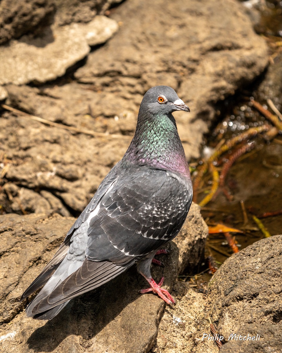 Rock Pigeon (Feral Pigeon) - ML611078668
