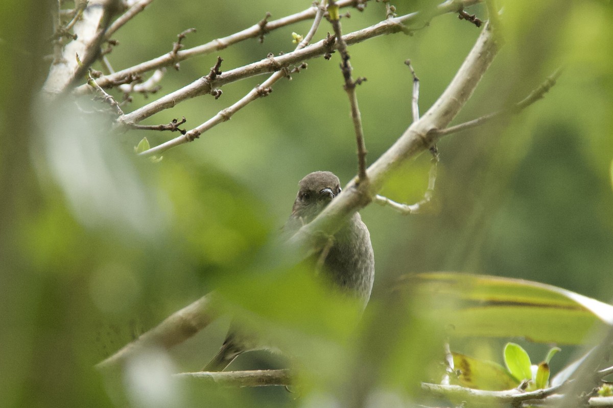 Dunnock - ML611078793