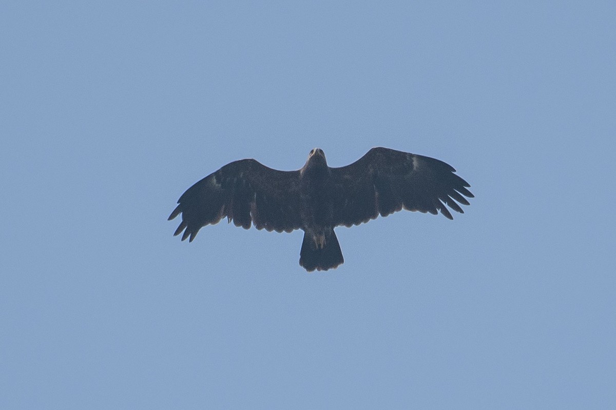 Greater Spotted Eagle - H Nambiar