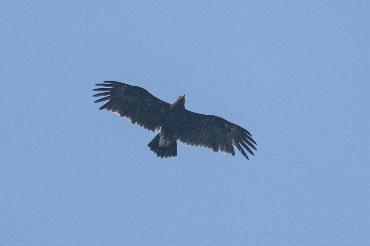 Greater Spotted Eagle - H Nambiar