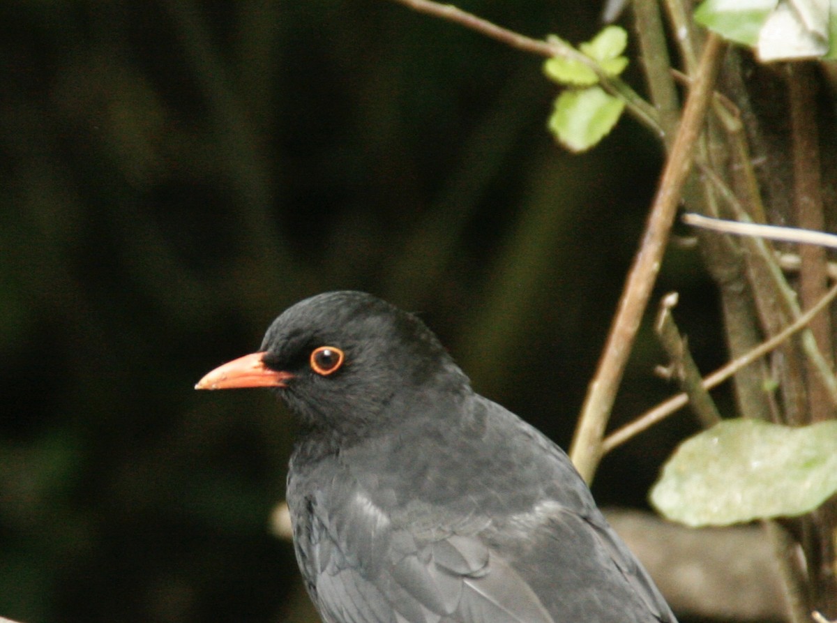 Eurasian Blackbird - ML611078895