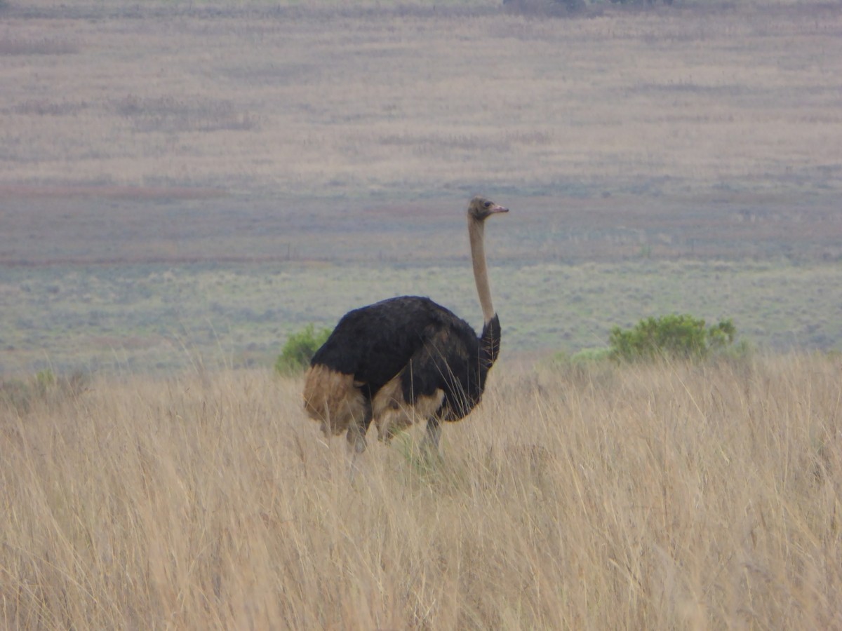 Common Ostrich - ML611078922