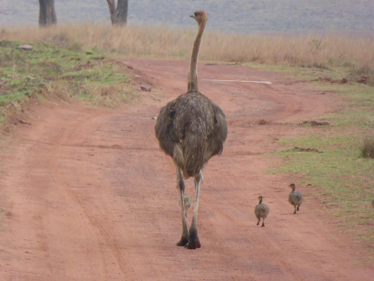 Common Ostrich - ML611078923