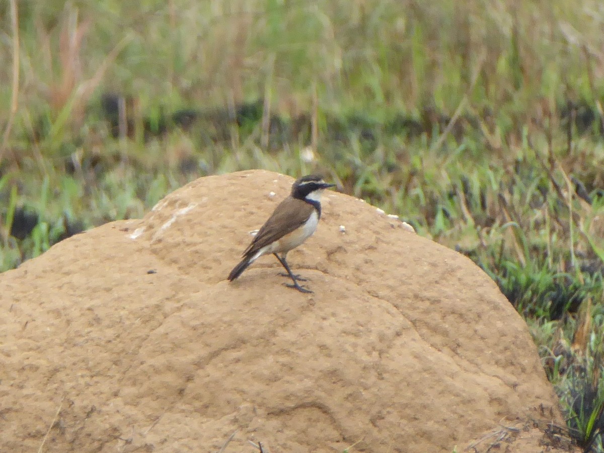 Capped Wheatear - ML611078928