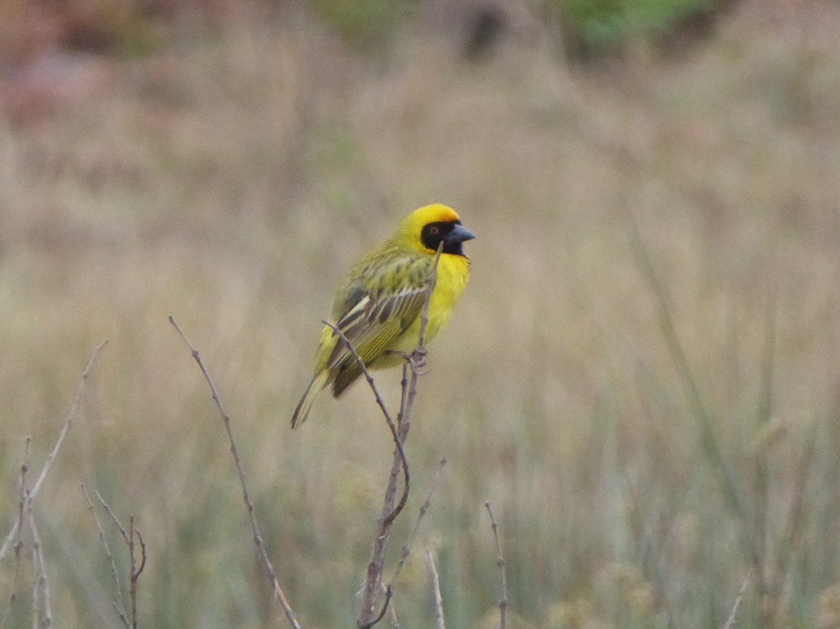 Southern Masked-Weaver - ML611078934