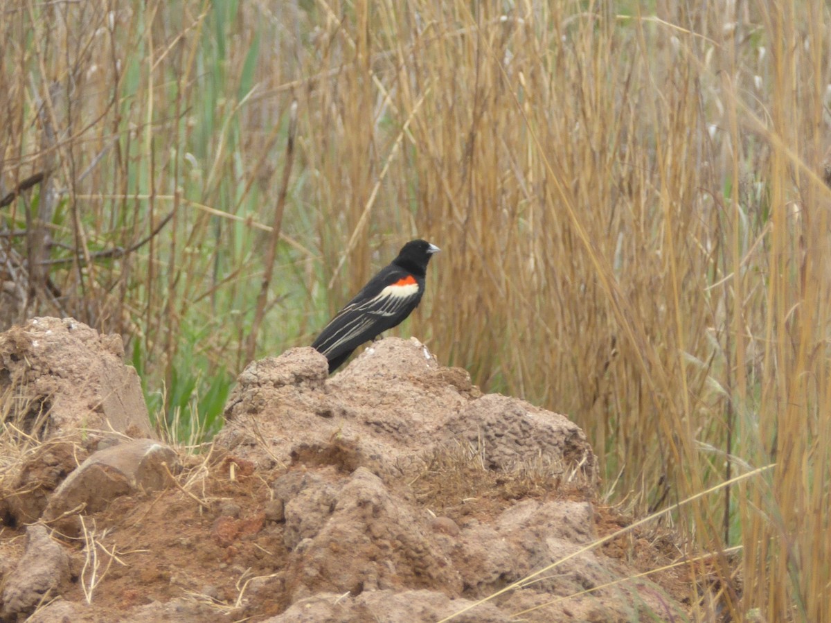 Long-tailed Widowbird - ML611078939