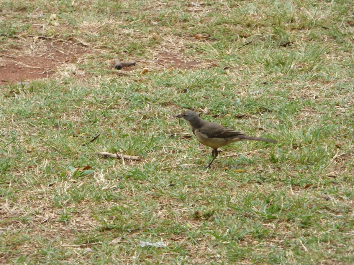 Cape Wagtail - ML611078940