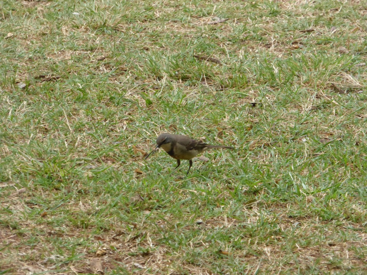 Cape Wagtail - ML611078941