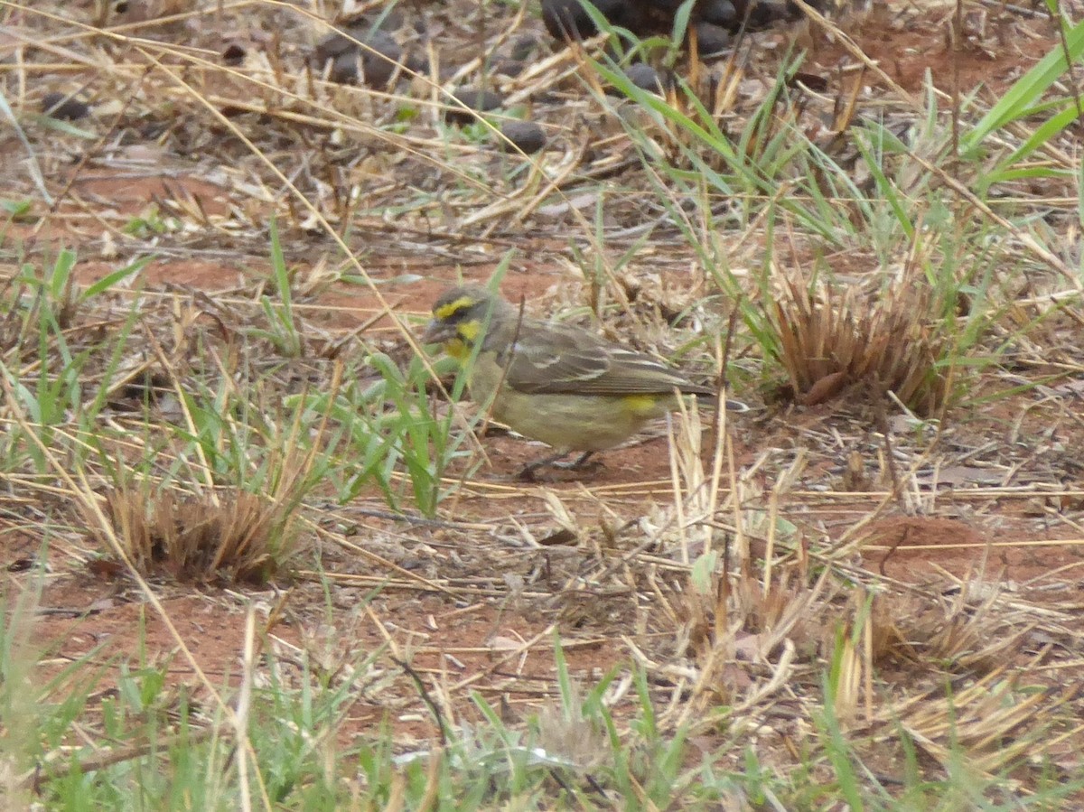 Yellow-fronted Canary - ML611078943