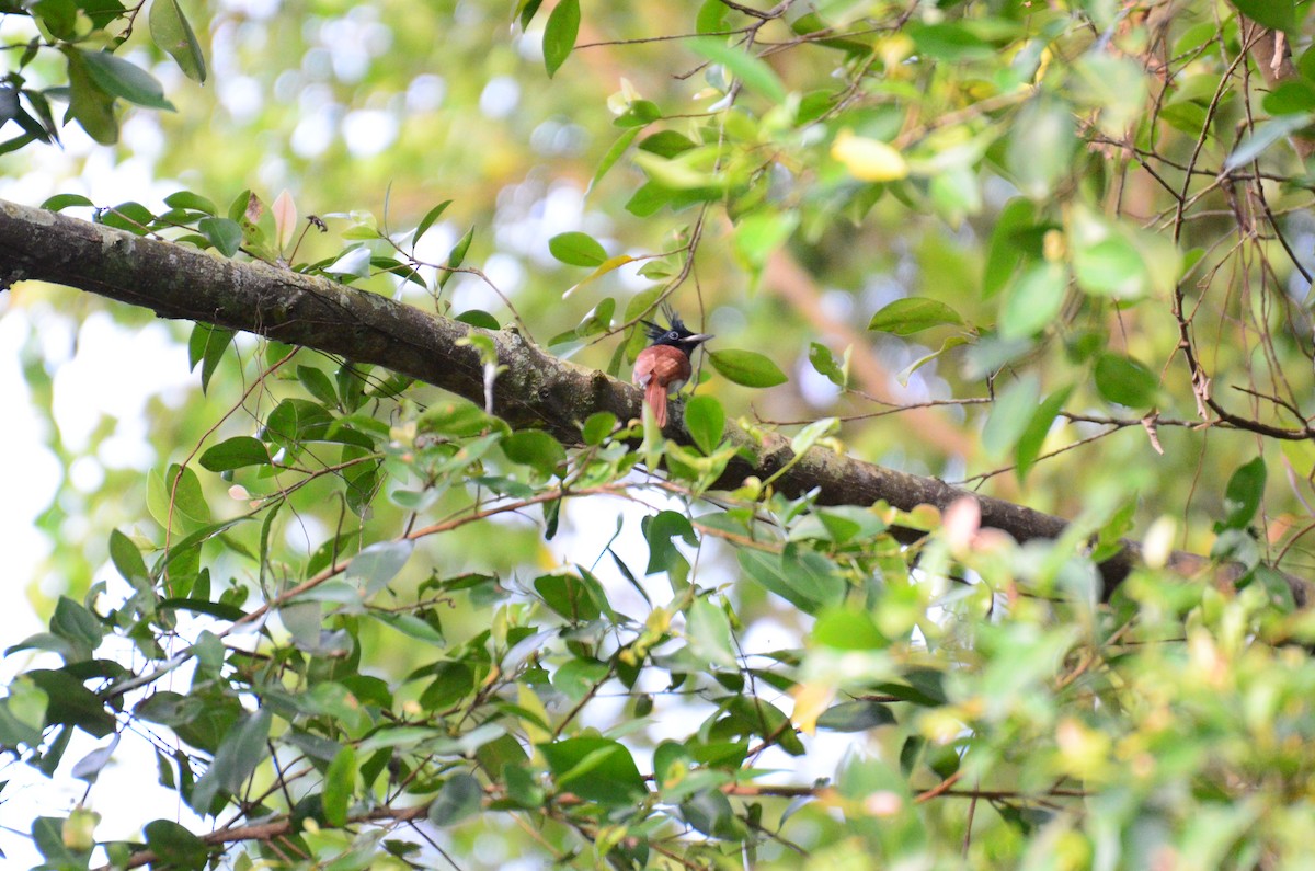 Indian Paradise-Flycatcher - Wee Meng Lee