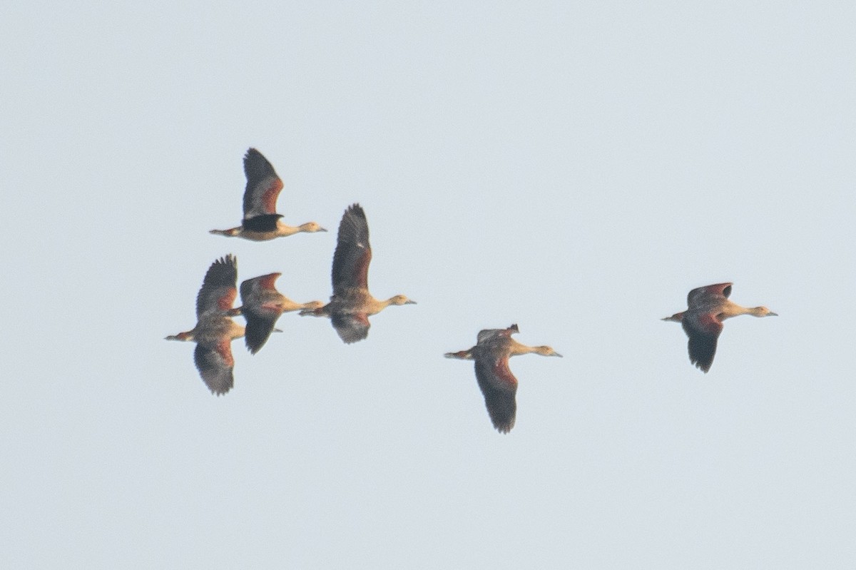 Dendrocygne siffleur - ML611078974