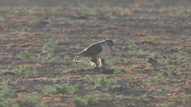 Ferruginous Hawk - ML611078975