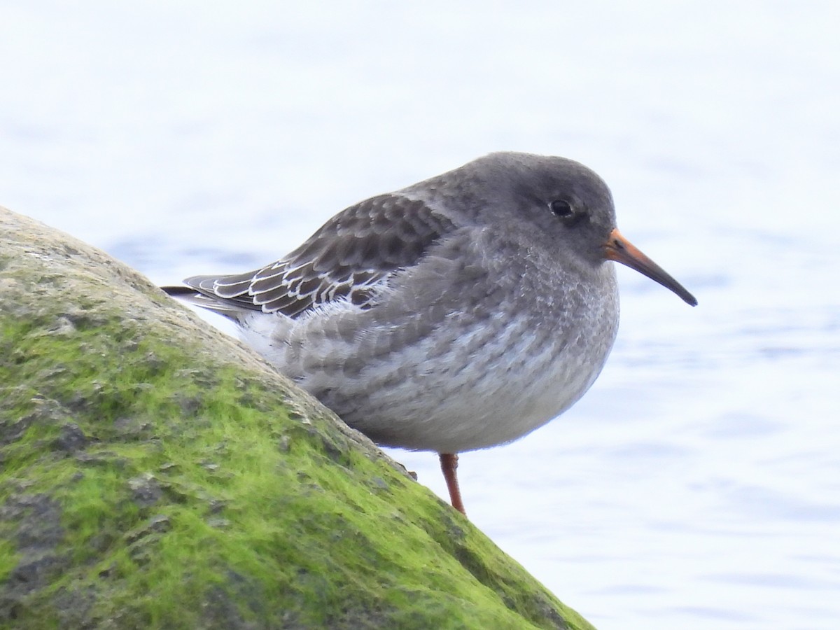 Purple Sandpiper - ML611079063