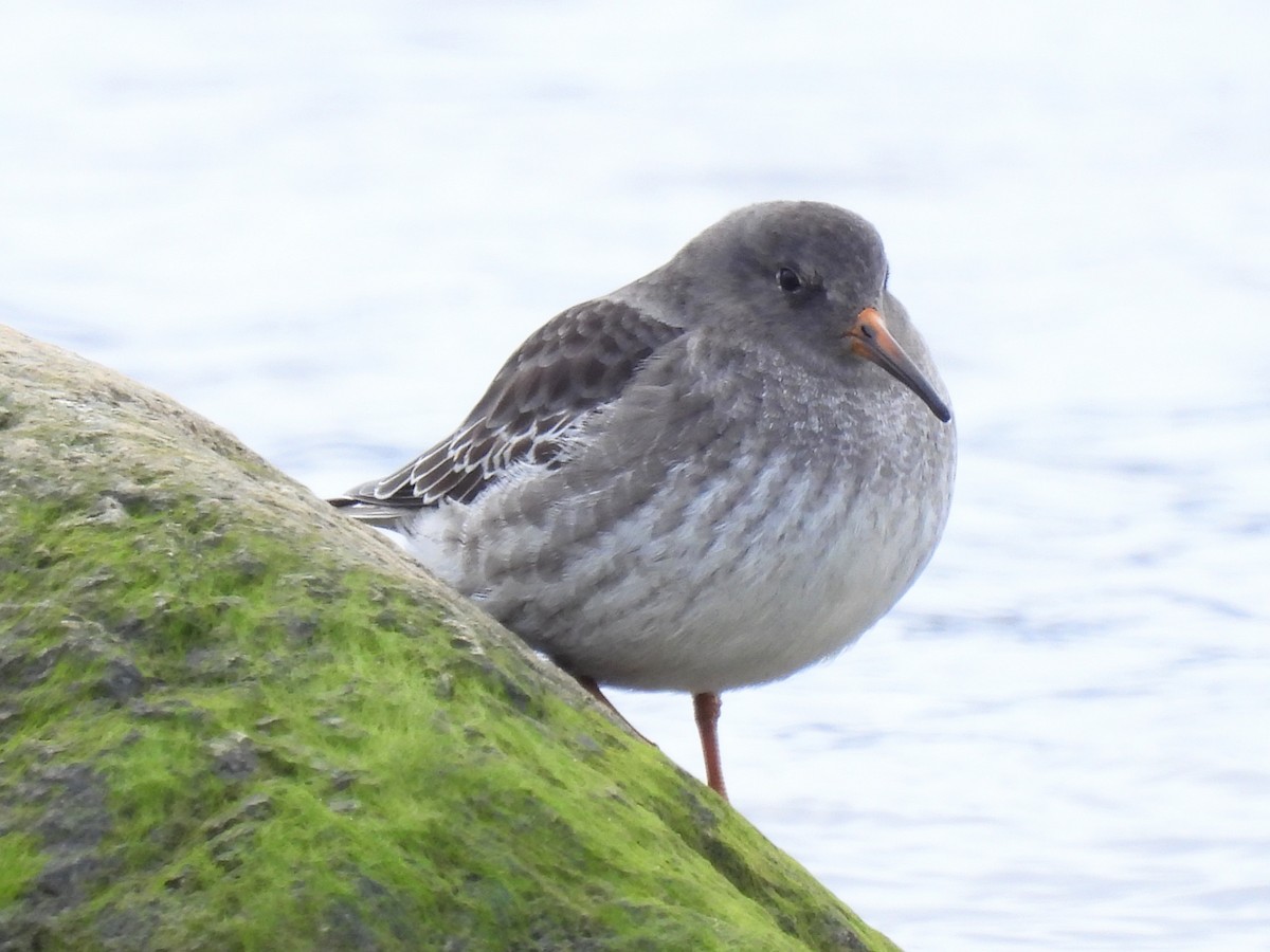 Purple Sandpiper - ML611079064