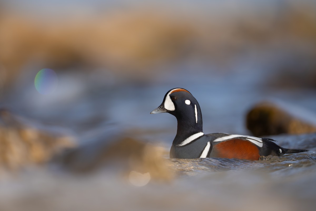 Harlequin Duck - Matt Zuro