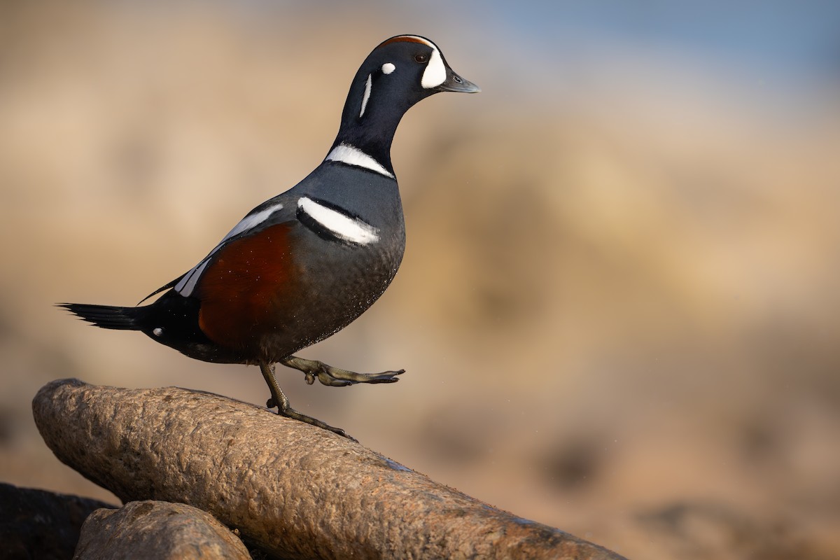 Harlequin Duck - ML611079117