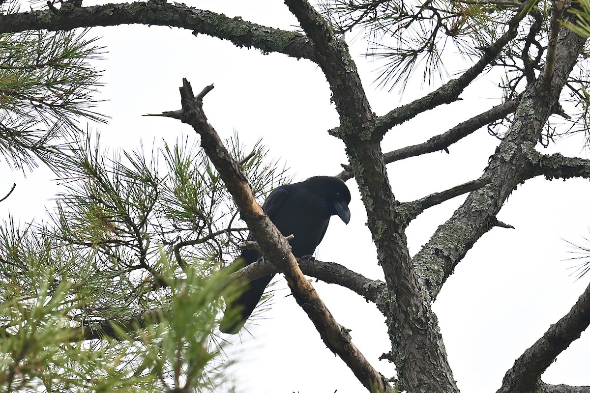 Large-billed Crow (Large-billed) - ML611079122