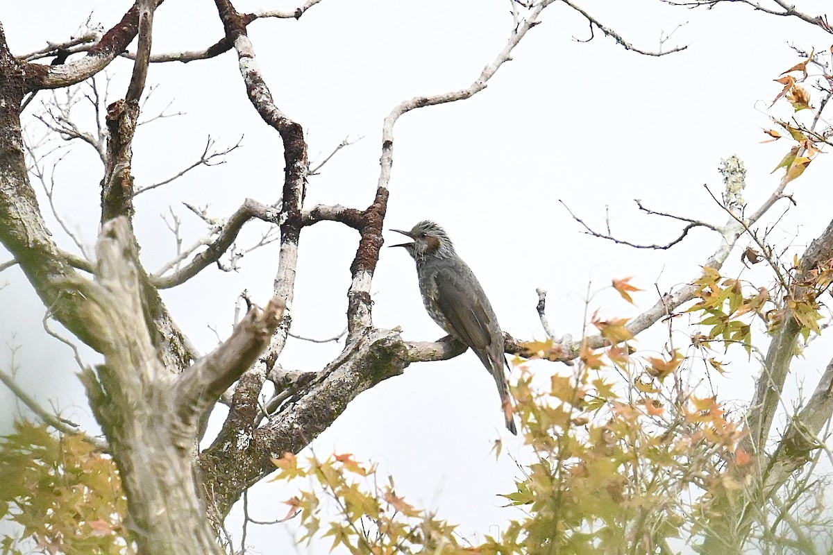 Brown-eared Bulbul - ML611079125