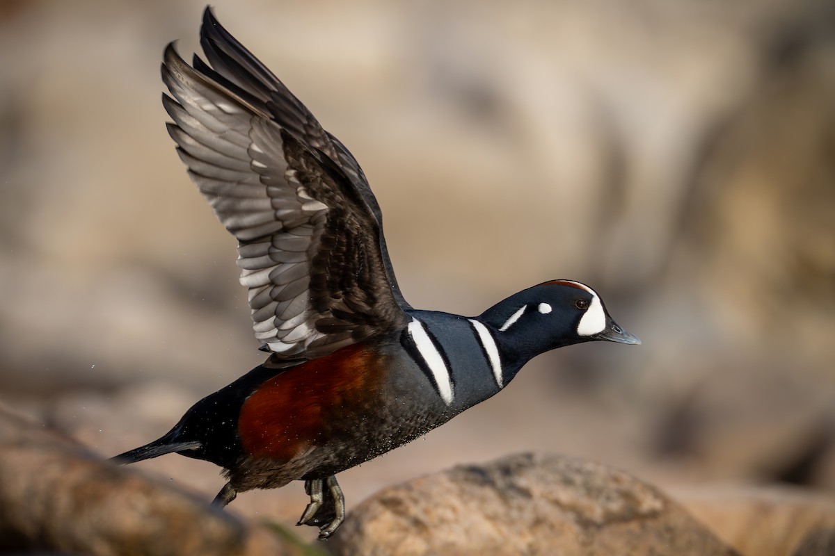 Harlequin Duck - ML611079136