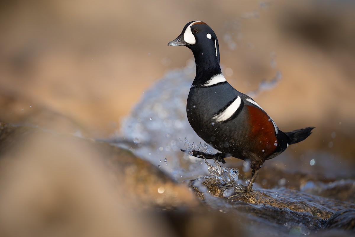 Harlequin Duck - ML611079143