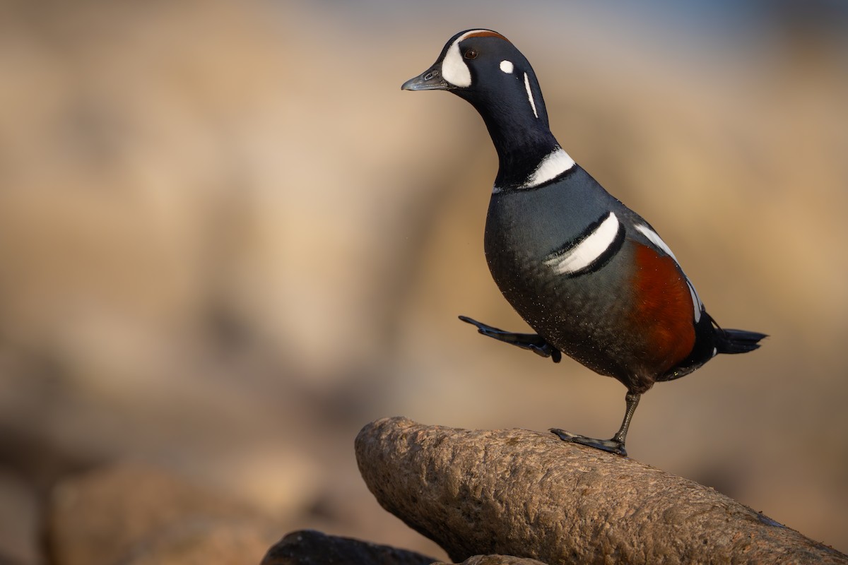 Harlequin Duck - ML611079144